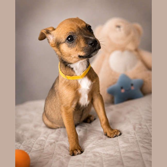 Photo of Kora