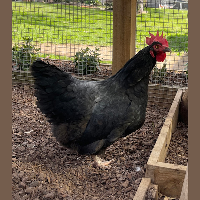 Photo of Detective Pepperwood