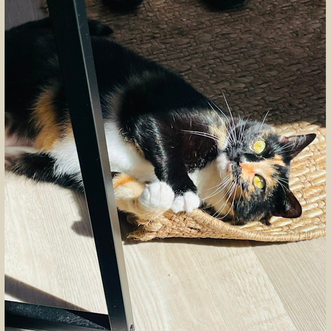 Photo of Aggie