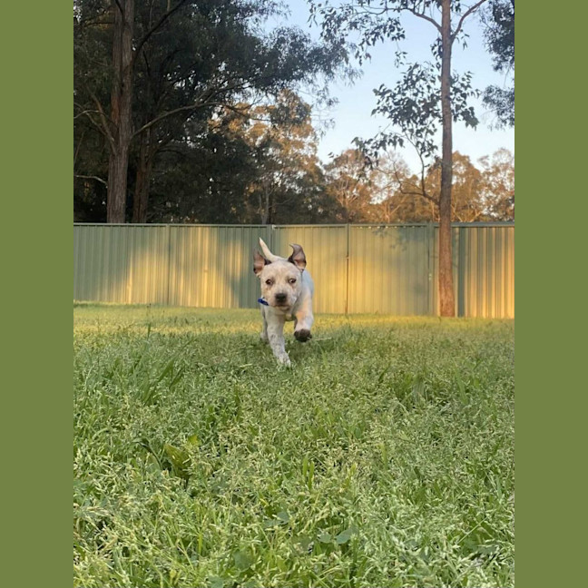 Photo of Clover   3 Month Old Cattle Dog X