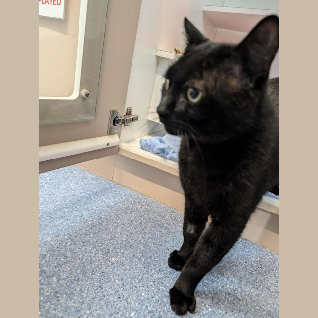 Photo of Midnight