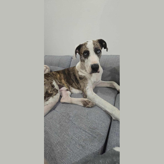 Photo of Thor