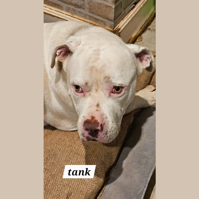 Photo of Tank 