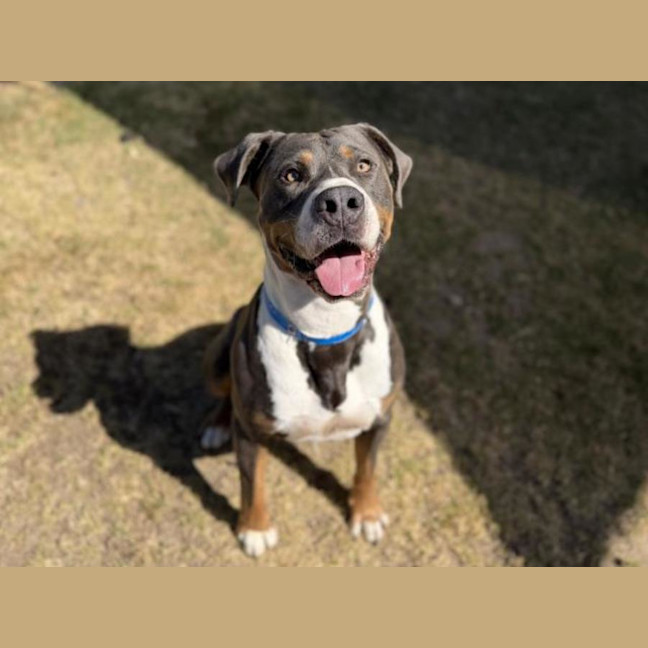 Photo of Angel Imp 2919