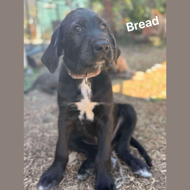 Photo of Bread