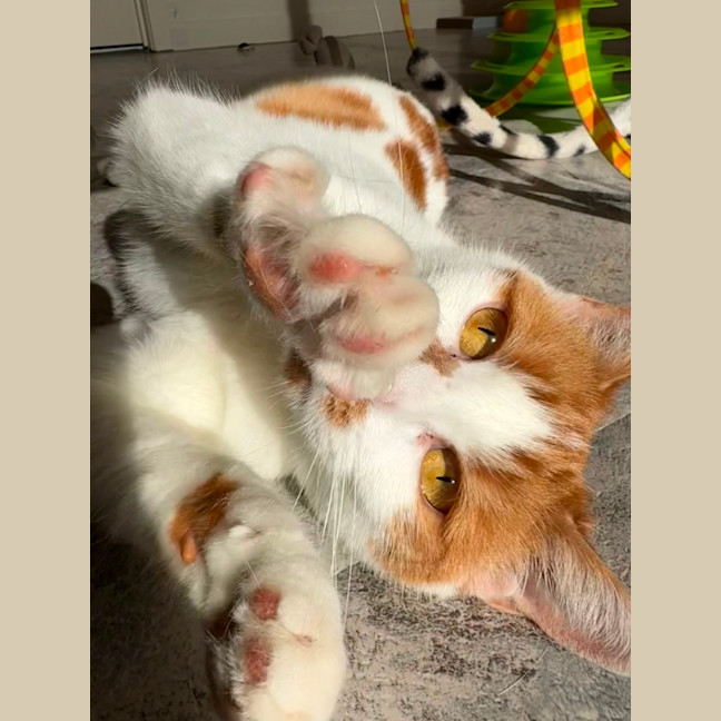 Photo of Coriander