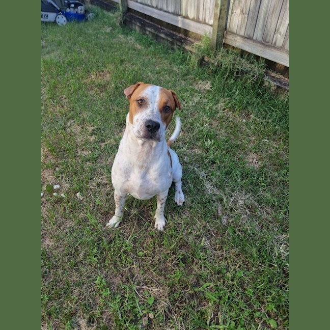 Photo of Squirtle *$150 Adoption Fee*