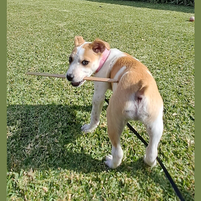 Photo of Koda