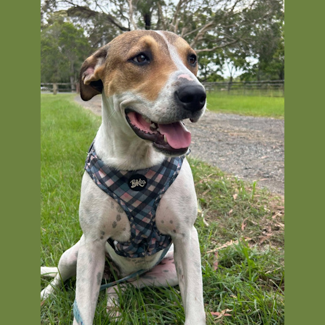 Photo of Gypsy