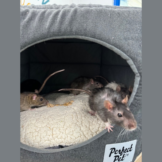 Photo of Waffle