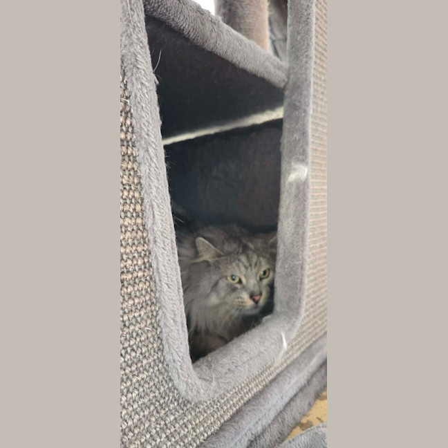 Photo of Floofy