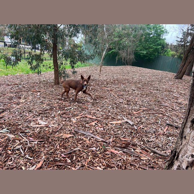 Photo of Cinnamon