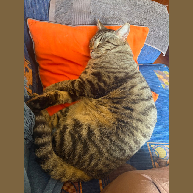 Photo of Harley