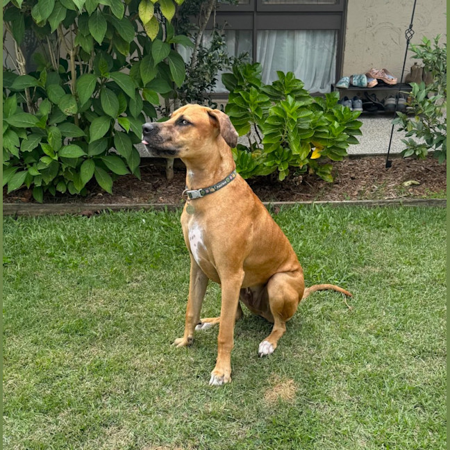 Photo of Magnum *$350 Adoption Fee*