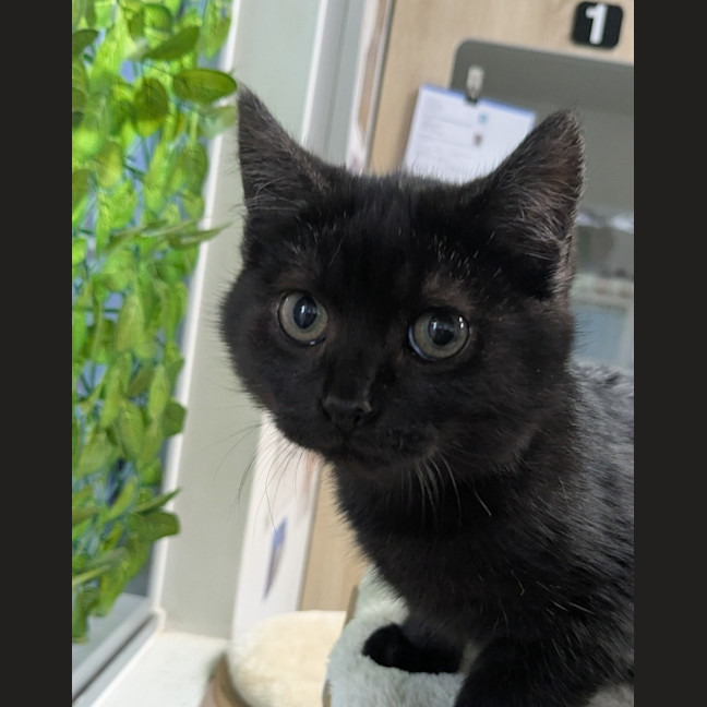 Photo of 🌱 Phillip 6260 🌱