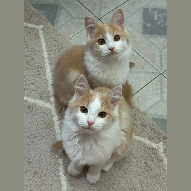 Photo of Muffin