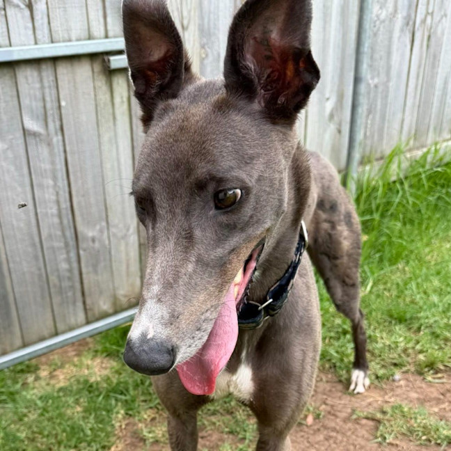 Photo of Serendipity