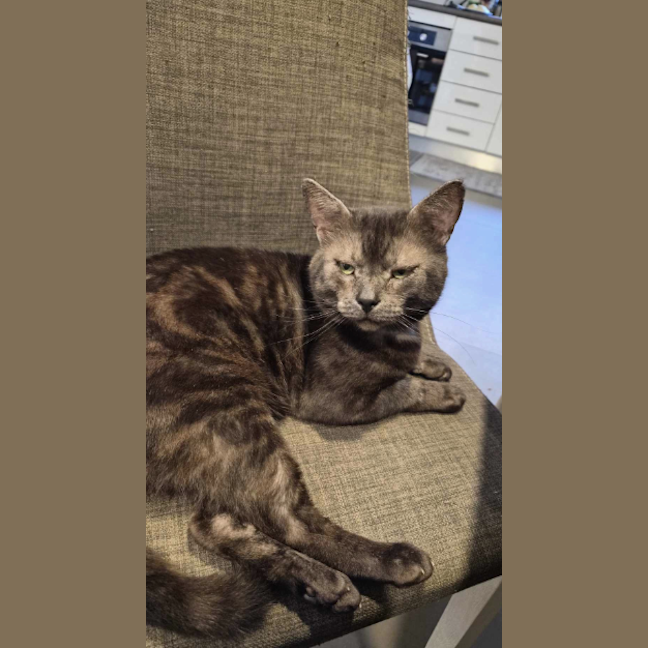 Photo of Nyx