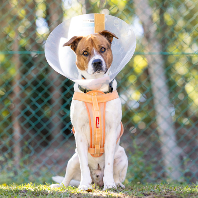 Photo of Jolly Roger