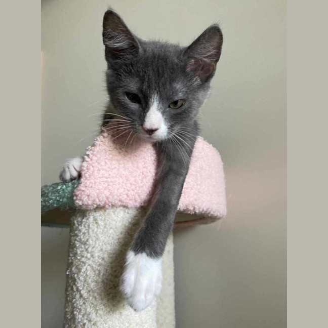 Photo of Kale   Located In Northcote