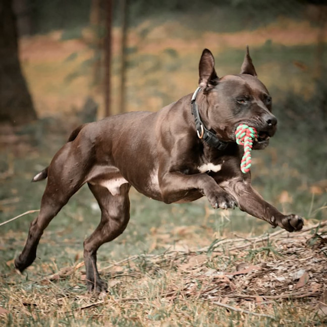 Photo of Azzie