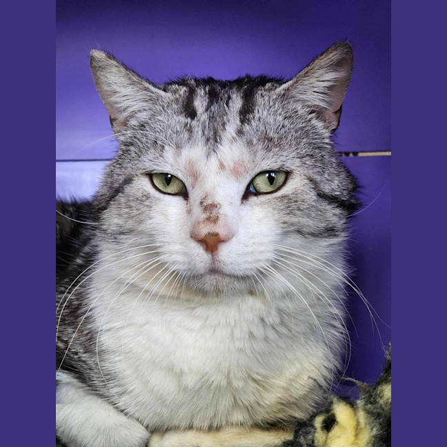 Photo of 🪁 Wally 5563 🪁