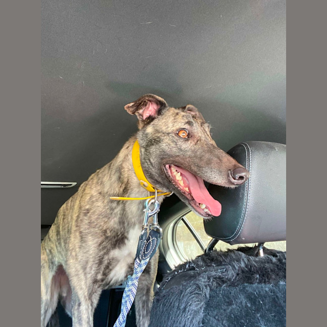 Photo of Bonnie, The Greyhound