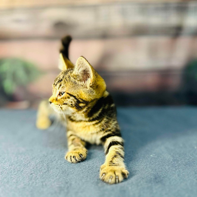 Photo of Mimosa   Located In Preston 