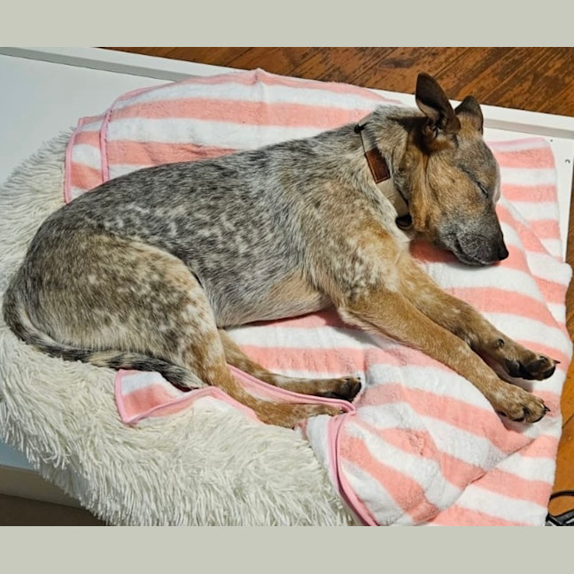 Photo of Luna