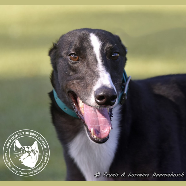 Photo of Logie (Balfe Street Boy)