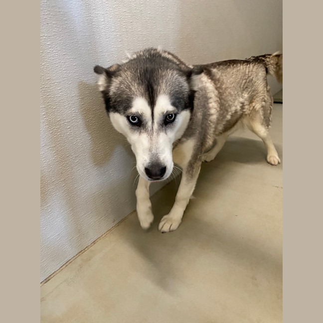 Photo of Wolf