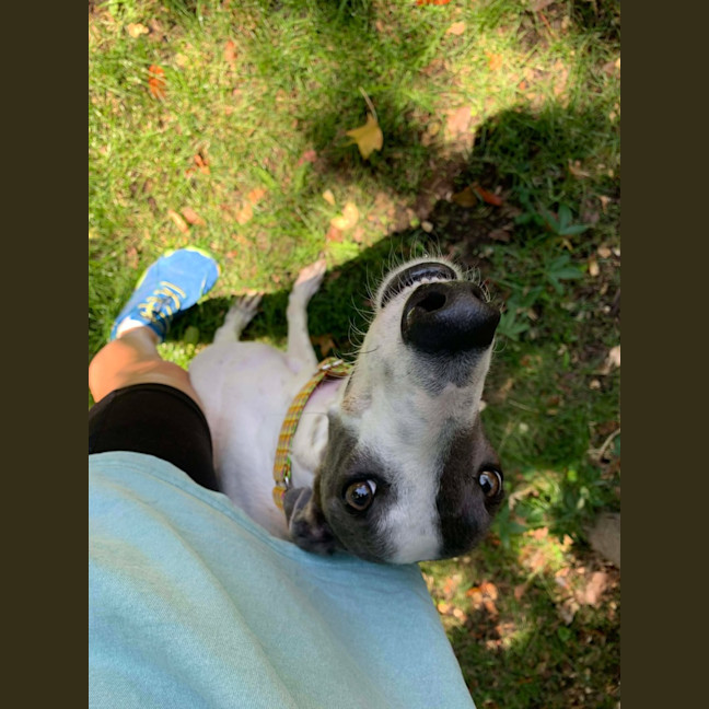 Photo of Molly, They Greyhound