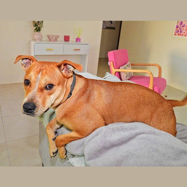 Photo of Koda