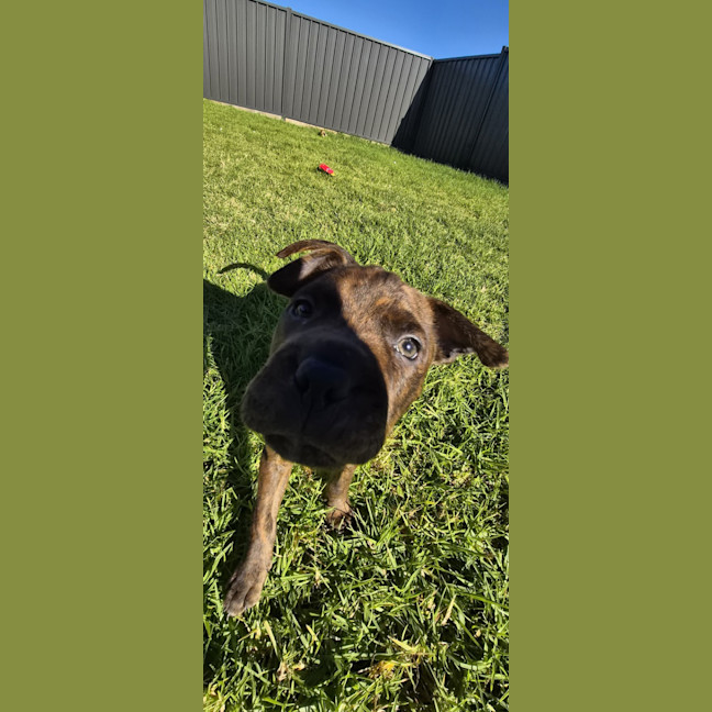 Photo of Koopa