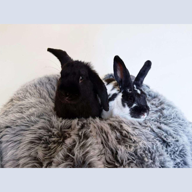 Photo of Chandler / Moo