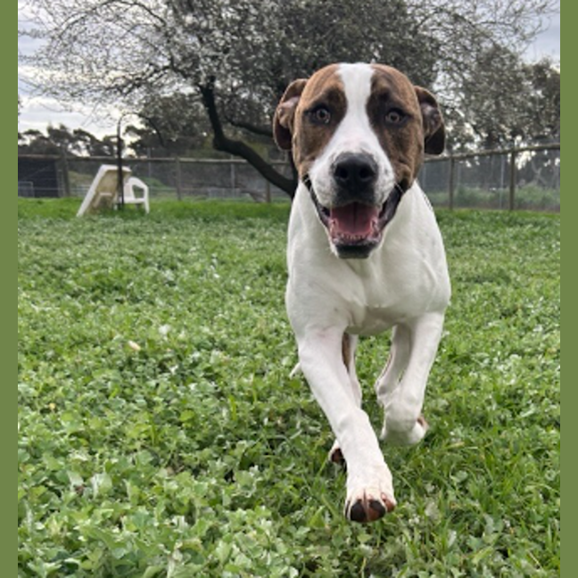 Photo of Buster
