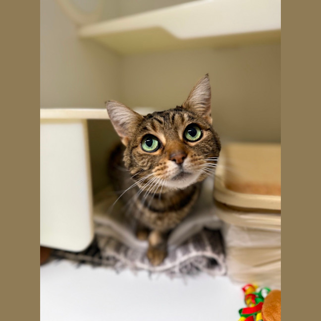 Photo of 🍨 Kitty 6771 🍨