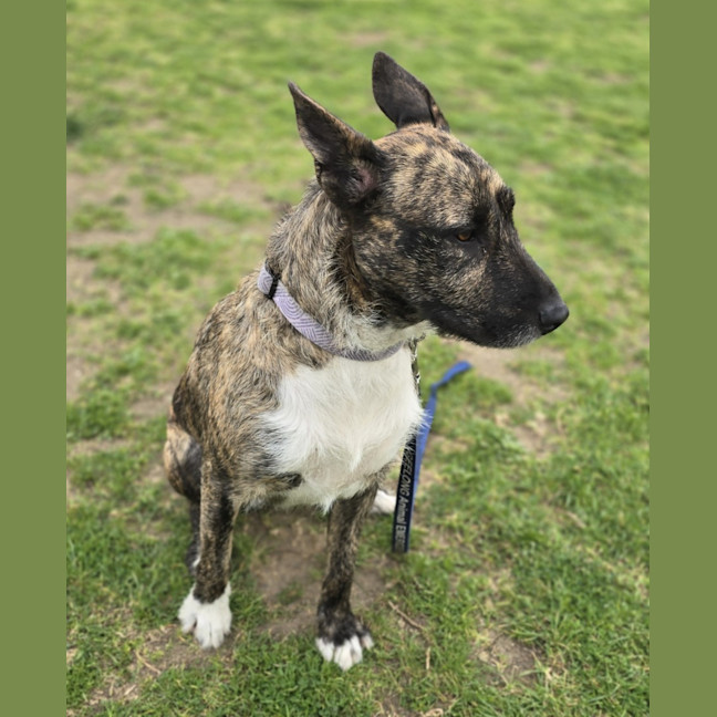 Photo of Willow   64228