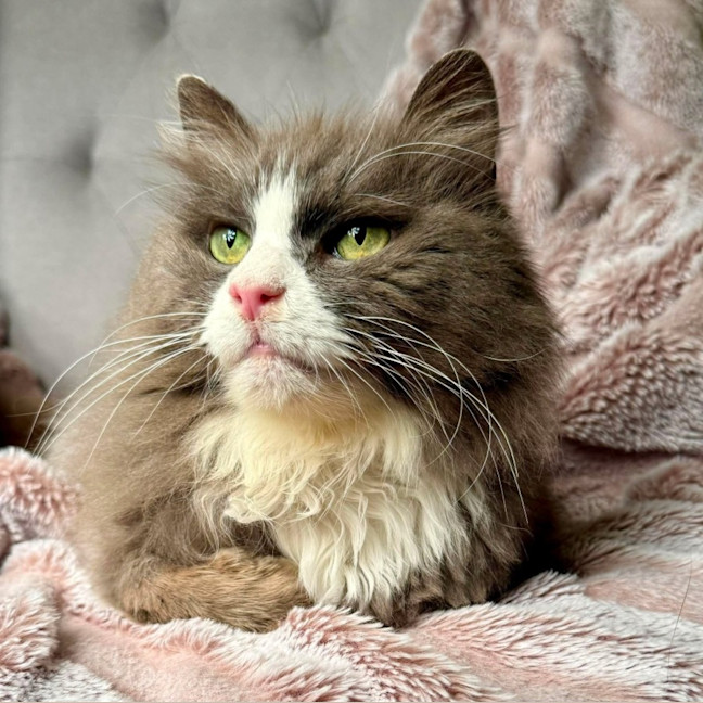 Photo of Jasper   In Foster Care In Templestowe