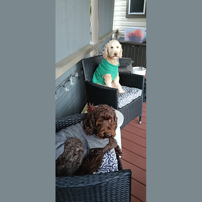 Photo of Isla   5 Year Old Groodle