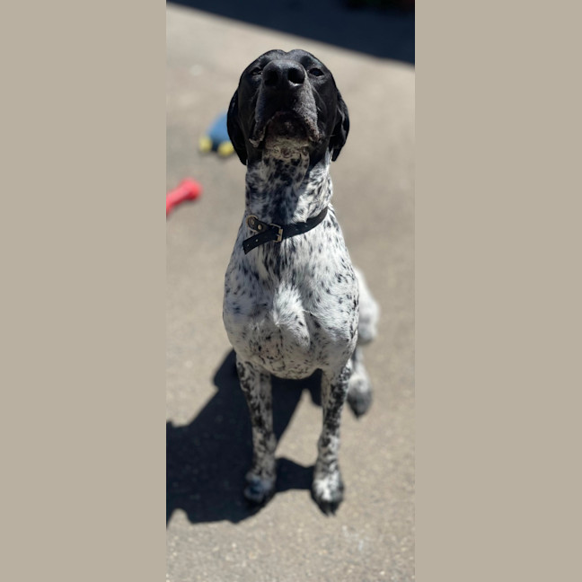 Photo of Bentley 