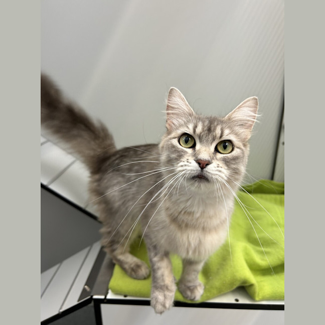 Photo of Silkie