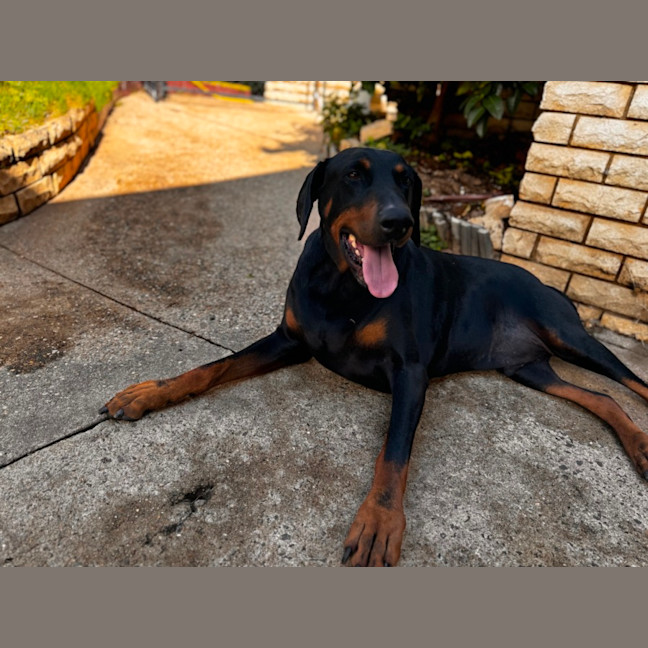 Photo of Mr B Von Dobermann