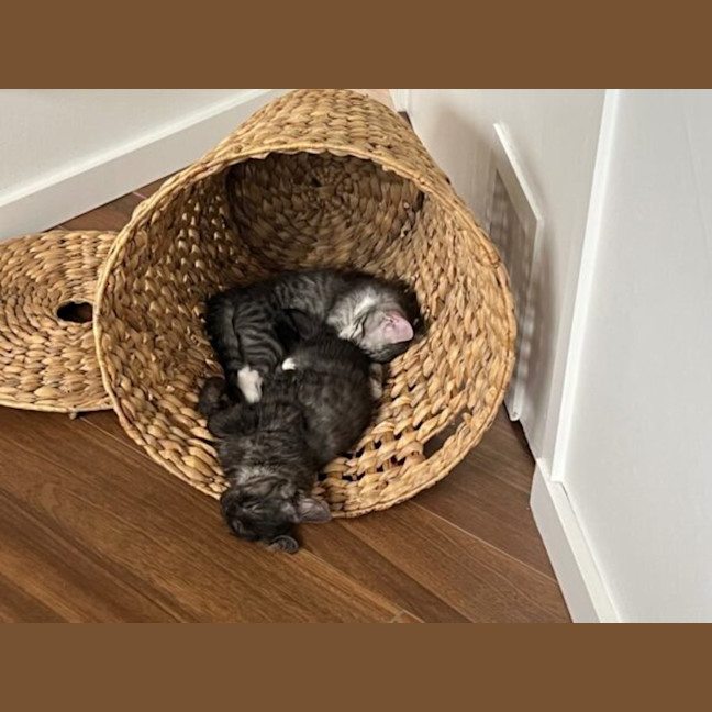 Photo of Ollie And Mowgli