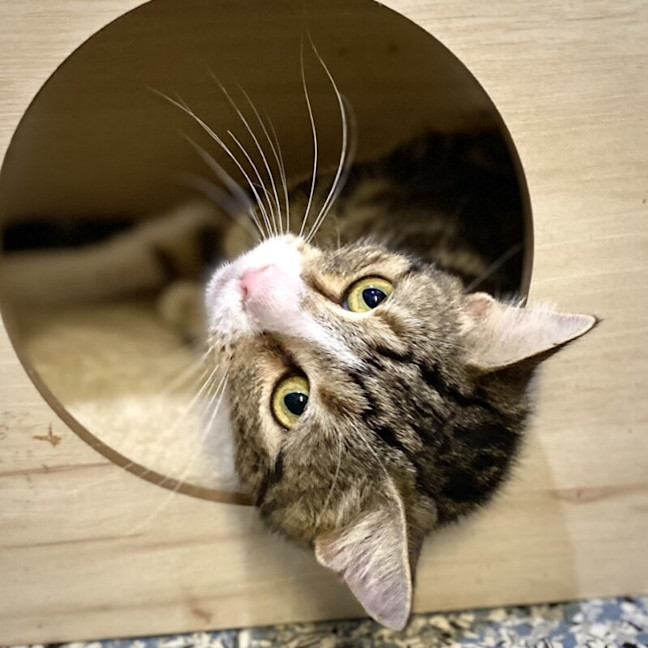 Photo of Mittens