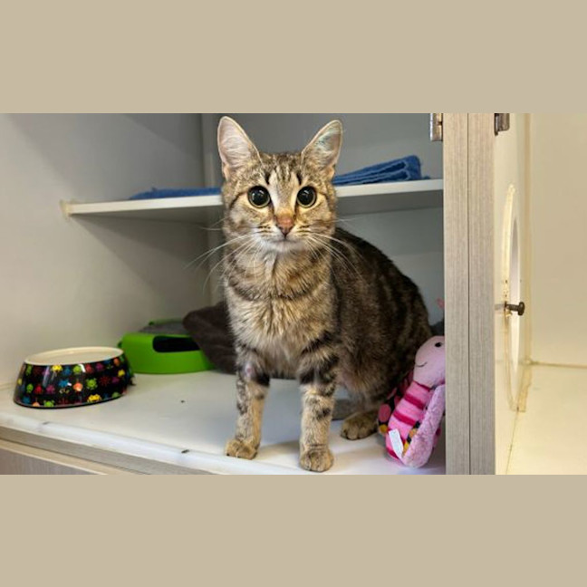 Photo of Clementine