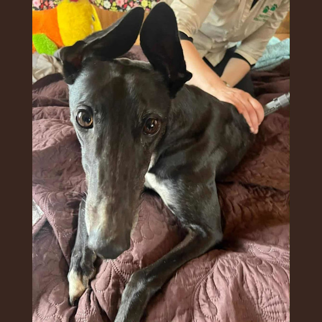 Photo of Boo