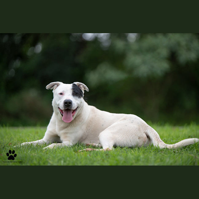 Photo of Pirate