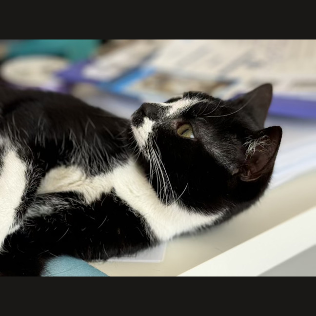 Photo of Smudge   1.5 Year Old Domestic Short Hair