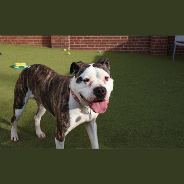 Photo of Bonita
